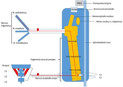 A Neuroscience Perspective of Physical Treatment of Headache and Neck Pain